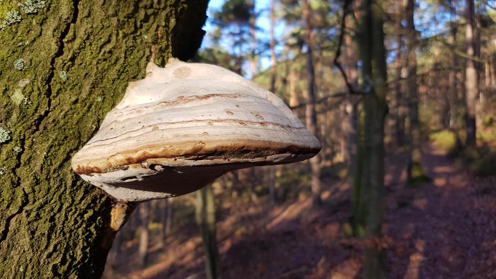 Geißbockweg und Forsthaus Silbertal