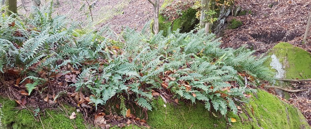 Weilach über Kleinwinterstal zum Forsthaus Lindemannsruhe